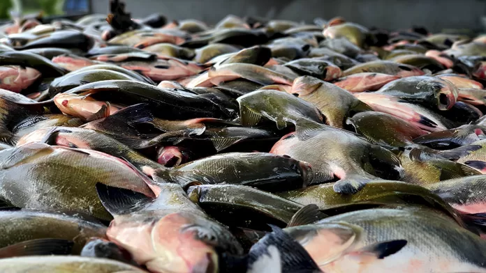 Produção de tambaqui em escala industrial na China