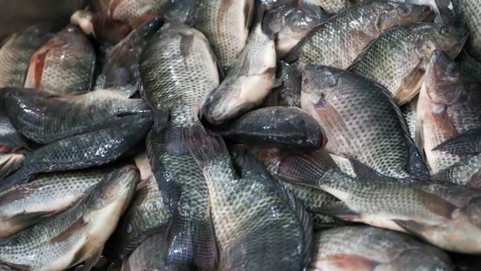 Tilápias inteiras utilizadas na piscicultura brasileira