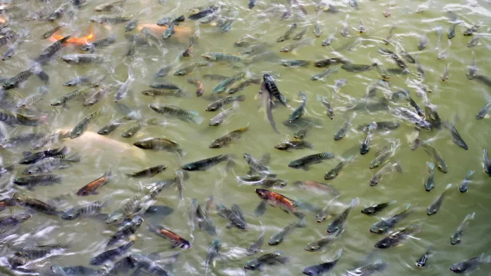 Piscicultura brasileira com cultivo intensivo de peixes