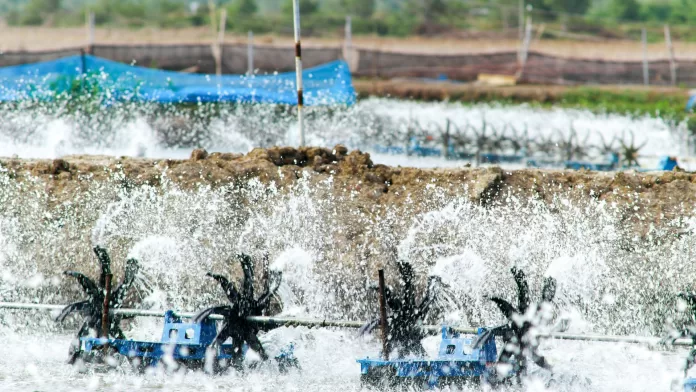 Tanques de aquicultura com aeradores em funcionamento e uso intensivo de energia elétrica