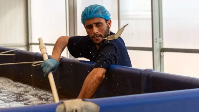 Trabalhador em fazenda de aquicultura em Marrocos