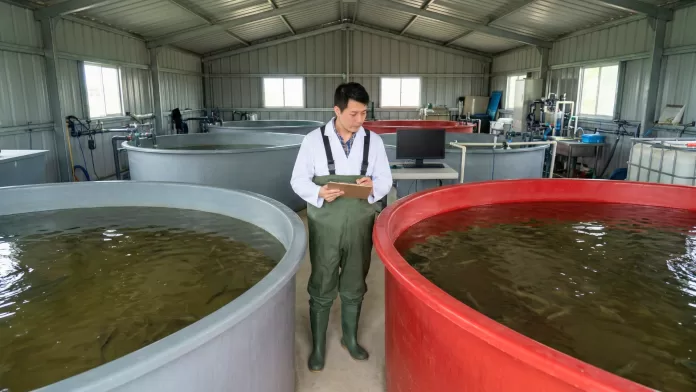 Pesquisador avaliando tanques de cultivo cinza e vermelho em sistema de aquicultura com camarão em ambiente controlado