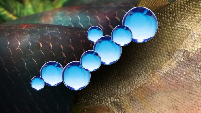 Escamas de tambaqui e pirarucu com esferas representando o colágeno tipo I.