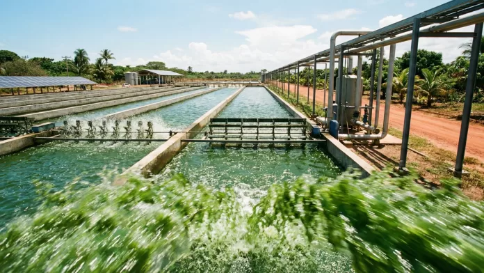 Tanques abertos de cultivo de microalgas com água verde e sistema de pás rotativas sob céu azul.