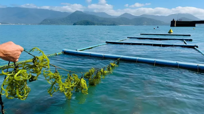 cultivo aquícola com algas em sistema sustentável monitorado