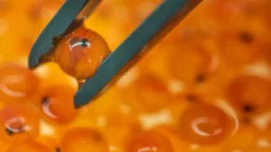 Ovas de salmão em centro de genética e reprodução na Patagônia Chilena