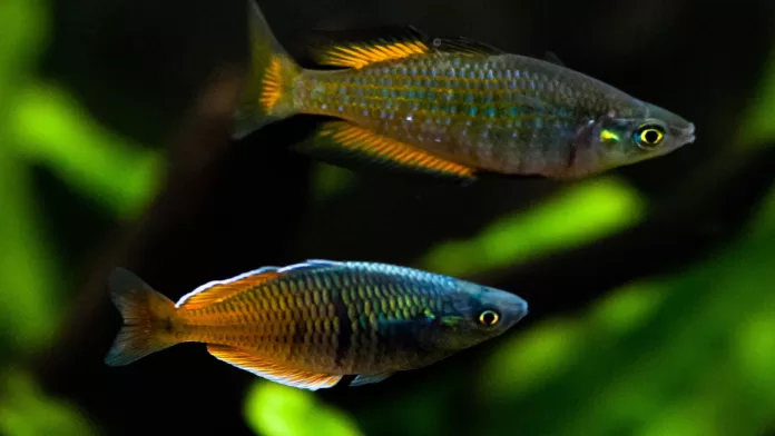 Peixes ornamentais brasileiros destinados à exportação internacional