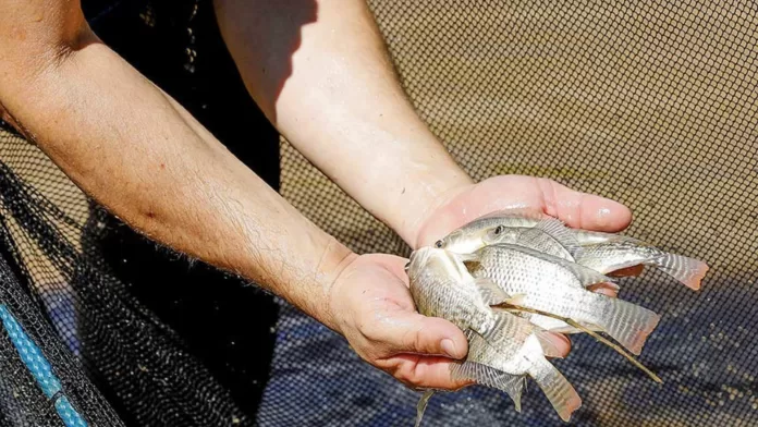 Aquicultor segurando peixes cultivados em sistema de aquicultura