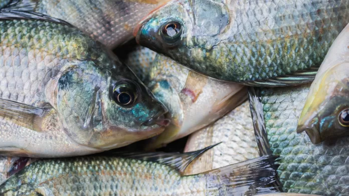 Tilápias inteiras destinadas ao mercado aquícola