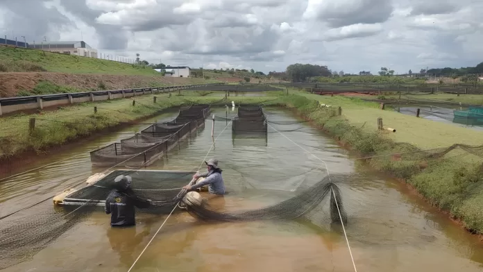 Banco de germoplasma de tilápia desenvolvido pelo Instituto de Pesca