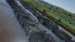 Estruturas do banco de germoplasma de tilápia do Instituto de Pesca