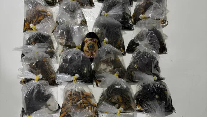 Peixes ornamentais apreendidos pela Polícia Federal em operação no Amazonas