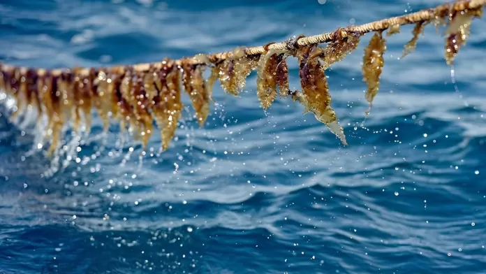 algas marinhas cultivadas em cordas no oceano