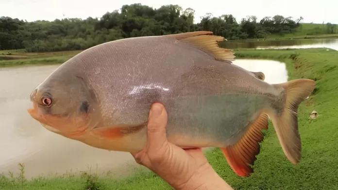 Tambatinga utilizado em pesquisa para produção de biofilme sustentável