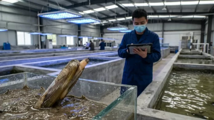 Pesquisador em laboratório de aquicultura monitorando tanques de amêijoa-prego sob luzes LED azuis.
