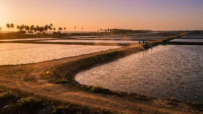 Vista aérea de tanques de criação de camarões em uma fazenda de aquicultura durante o pôr do sol, cercada por palmeiras.