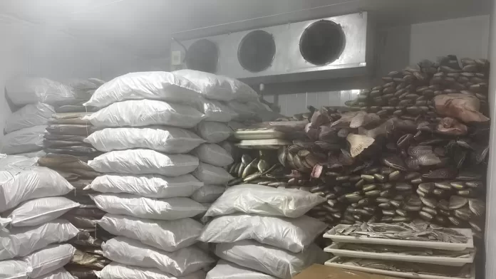 Pescado apreendido em frigorífico de Manacapuru durante fiscalização do Ipaam