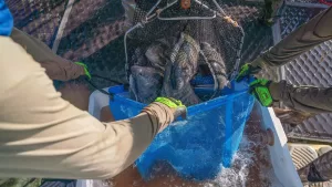 Manejo de tilápias em tanque-rede no reservatório de Itaipu