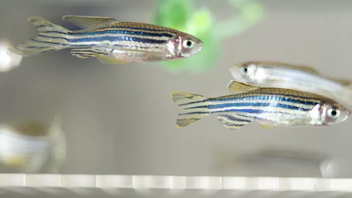 Exemplares de zebrafish (Danio rerio) utilizados em pesquisas científicas no biotério da Unesp