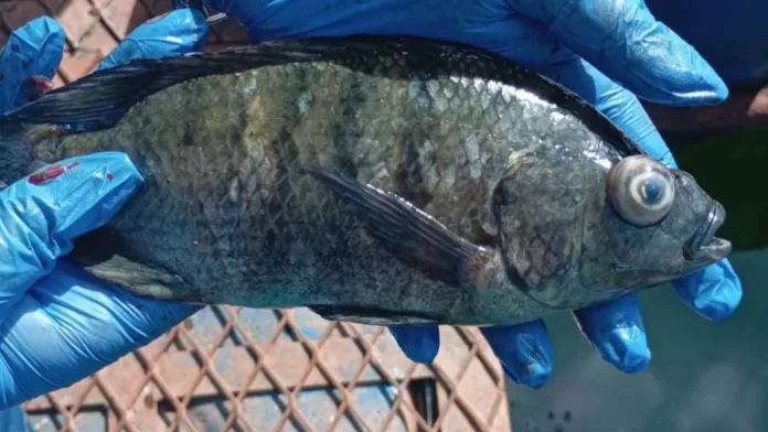 Tilápia com sinais clínicos de estreptococose em manejo sanitário