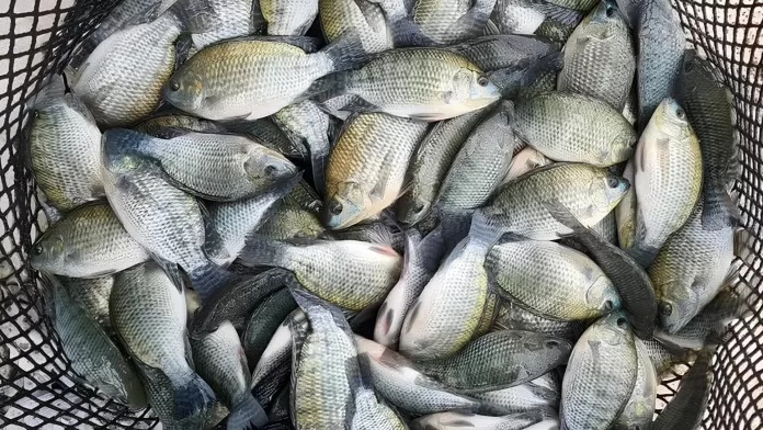 Tilápias brasileiras destinadas à exportação para os Estados Unidos