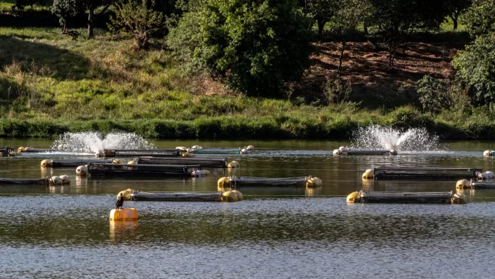 Tanques-rede de aquicultura em reservatório