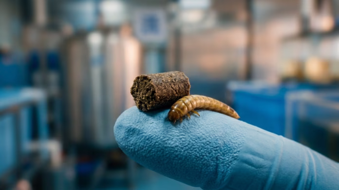Mão com luva azul segura um pellet de ração ao lado de uma larva viva de Tenebrio molitor em um laboratório.