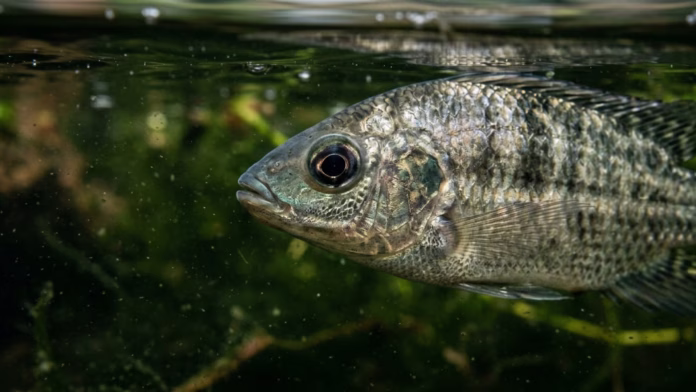 Tilápia nadando sob a superfície da água em um ambiente com fundo esverdeado e turvo