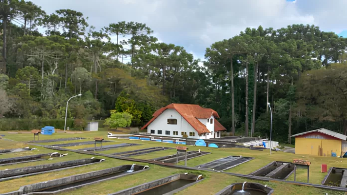Estrutura de pesquisa do Instituto de Pesca utilizada no desenvolvimento da linhagem clonal de truta-arco-íris