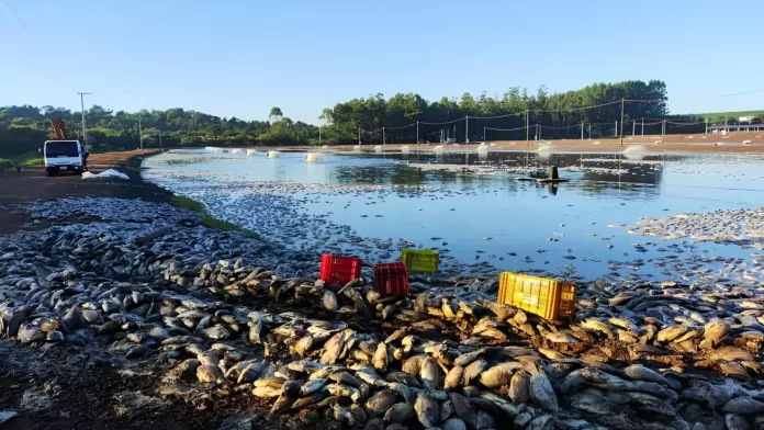 Mortalidade de peixes após falha de energia em piscicultura no Paraná