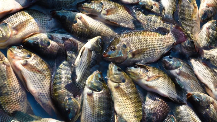Tilápias utilizadas na piscicultura brasileira