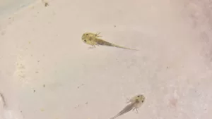 Filhote de axolote em quarentena no Bioparque Pantanal