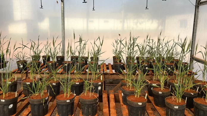 Experimento com plantas cultivadas em vasos para testar bioestimulante de algas em pesquisa da Embrapa