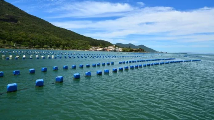 Área de cultivo de maricultura com linhas de produção no litoral de Santa Catarina