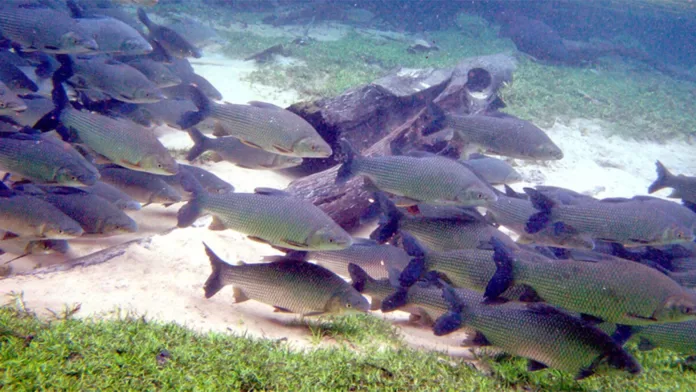 Peixes em ambiente aquático que pode ser afetado por resíduos de antidepressivos na água