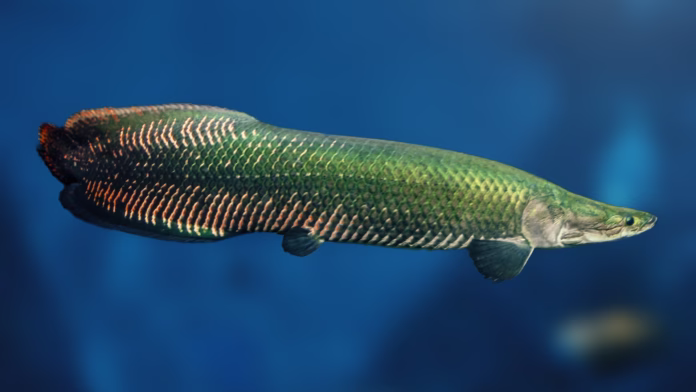Pirarucu (Arapaima gigas) espécie alvo de nova norma do Ibama