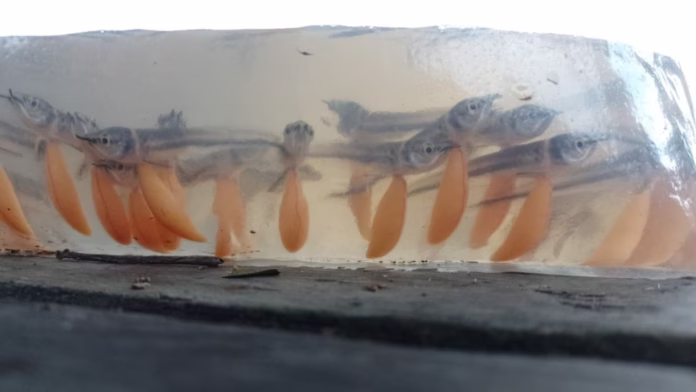 Alevinos de aruanã branco em manejo sustentável na Reserva Mamirauá