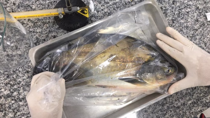 Peixes nativos embalados para análise sanitária em laboratório