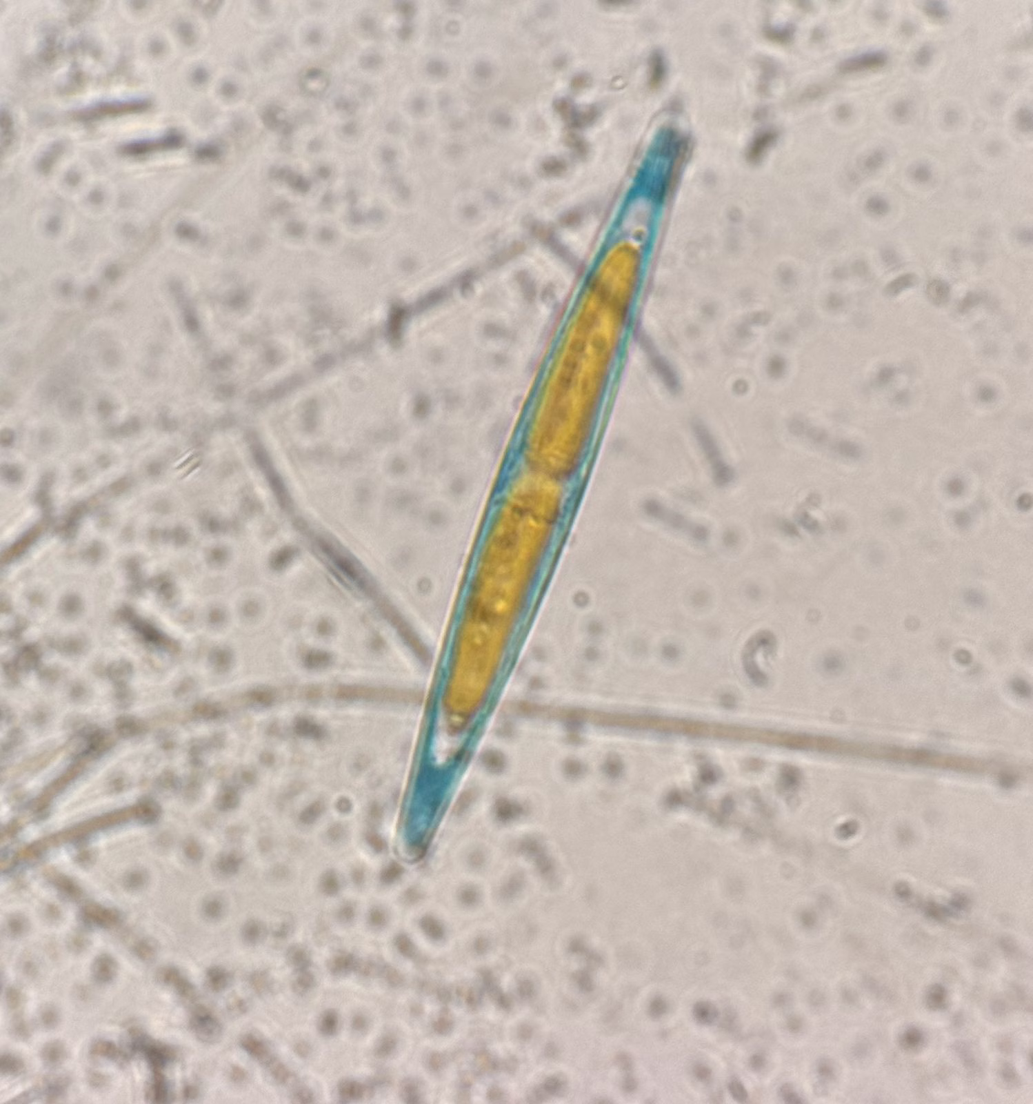 Imagem microscópica de uma microalga do tipo diatomácea, com formato alongado e coloração translúcida e amarelada no centro, e bordas azuladas.