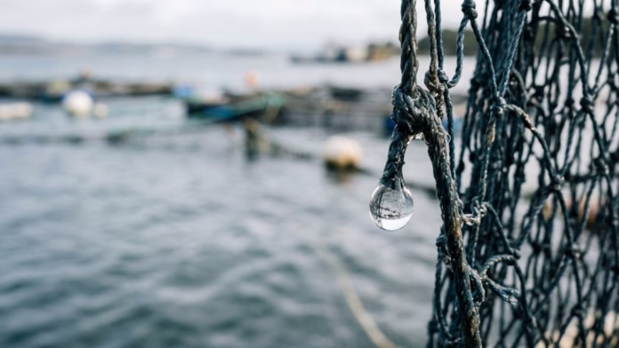Gota de água pendurada em uma rede de pesca escura, com viveiros de aquicultura desfocados ao fundo.