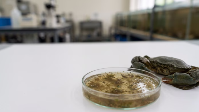 Caranguejo repousando ao lado de uma placa de Petri contendo amostra de bactérias de bioflocos sobre uma bancada de laboratório.