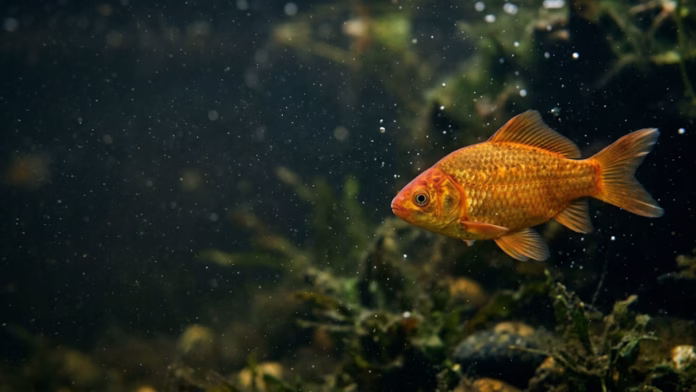Peixe de escamas alaranjadas, semelhante à carpa-cruciana, nadando em ambiente aquático com partículas em suspensão.