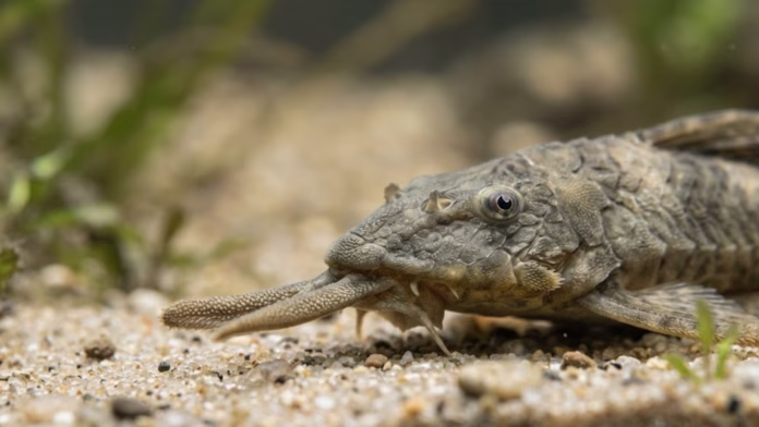 Peixe violinha (Loricariichthys anus) descansando no fundo arenoso, com destaque para a anatomia de sua boca e placas ósseas.