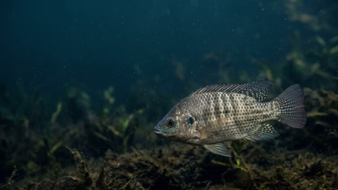 Tilápia-do-nilo nadando em seu habitat natural sob a água, com escamas prateadas evidentes.