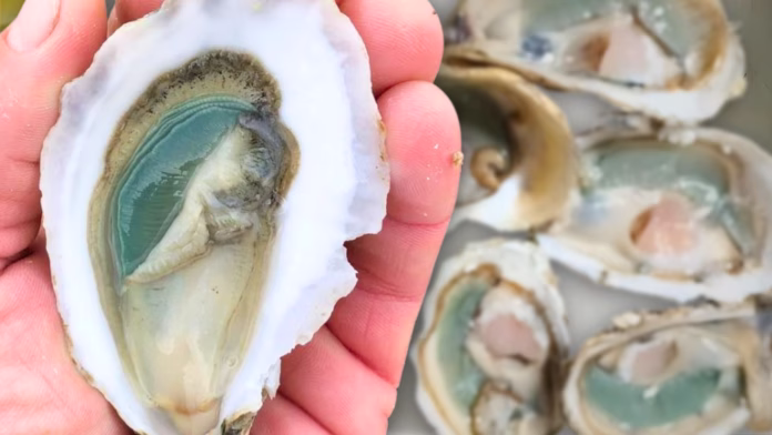 Sete ostras abertas com as bordas e interior apresentando forte coloração verde.