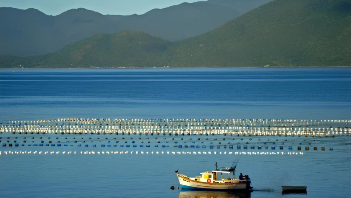 cultivo de ostras em Florianópolis com estruturas no mar
