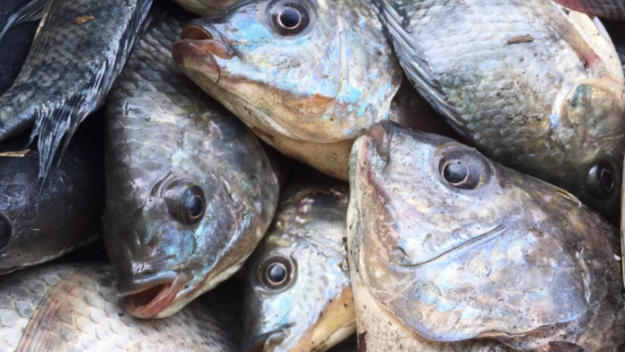 tilápias frescas destinadas ao mercado de pescado