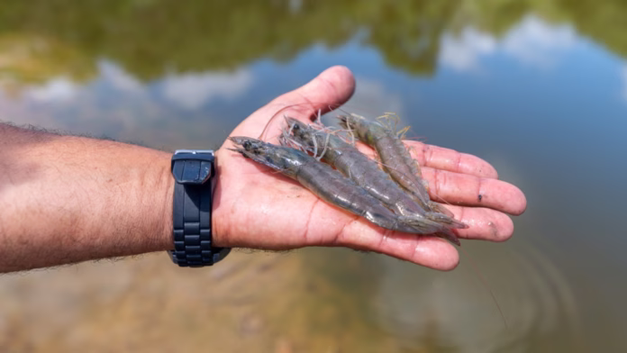 Produção de camarão em viveiros fortalece a carcinicultura em Sergipe