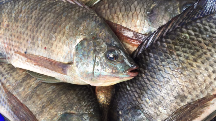 Peixes frescos empilhados, destacando tilápias com escamas visíveis e aspecto natural