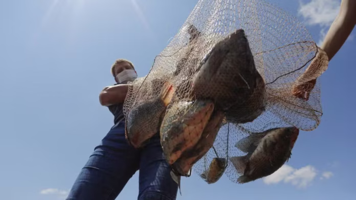aquicultor segurando rede com peixes após captura
